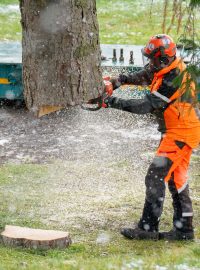 Po odříznutí bylo nutné kmen stromu zaříznout a srovnat