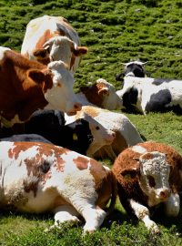 Ekologové dali krávy na seznam zla, neboť produkují při svém nezřízeném pasení na lukách plyny