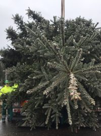 Smrk z Kytlice, který bude letos zdobit Staroměstské náměstí