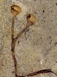 Česko má nejstarší rostlinnou makrofosílii světa! – Ukrývala se v Národním muzeu.