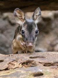 Malého klokánka krysího můžou lidé pozorovat ve vnitřní expozici Darwinova kráteru v dolní části zoo