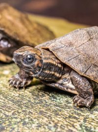 Mláďata želvy záhadné jsou velká zhruba 7 cm, v dospělosti dorostou až do 23 cm délky