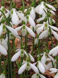 Galanthus bursanus