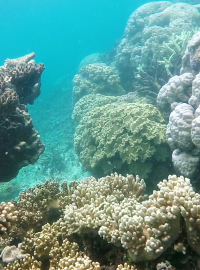 Velký bariérový útes, korály (ilustrační foto)