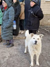 Pes čekající s lidmi ve frontě na humanitární pomoc