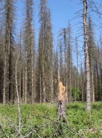 Podle ekologa je nevyhnutelné, že smrky v pralese postupně nahradí ho listnaté stromy. Kácení kůrovcové kalamitě prý stejně nemohlo zabránit. Většina pralesa je totiž bezzásahovou zónou.