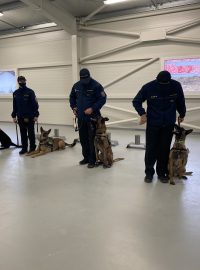 Na pražském letišti by od nového roku měli speciálně vycvičení psi začít odhalovat u cestujících koronavirus
