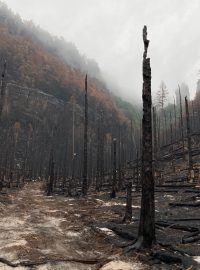 Zničený les v oblasti Černého gruntu. Oheň spálil 1040 hektarů lesa, což je asi 15 procent rozlohy národního parku
