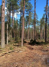 Vzniklá mýtina v Bělověžském pralese