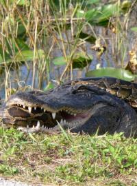 Američtí aligátoři a invazivní asijské krajty tmavé vedou boj o nadvládu nad močály Everglades na Floridě