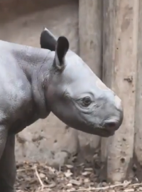 Mládě vzácného nosorožce se narodilo před zraky návštěvníků Zoo