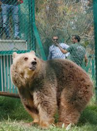 Medvědice Lola ze zoo v Mosulu