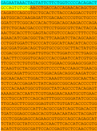 DNA i RNA kódují vždy čtyři základní nukleotidové báze. Tři jsou pro obě nukleové kyseliny totožné: adenin (A), guanin (G) a cytosin (C)...