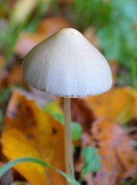 Lysohlávky obsahují halucinogen silocybin