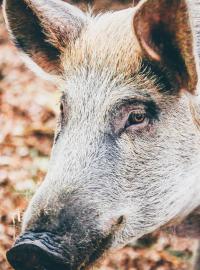 Ohnisko afrického moru prasat u Zlína myslivci zajistí pachovými ohradníky.