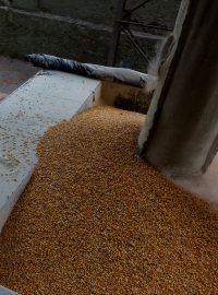 Zpracovávání obilí v ukrajinském Chersonu