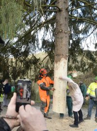 Strom, který bude zdobit Staroměstské náměstí v Praze, v neděli dopoledne pokáceli lesníci v Roztokách u Křivoklátu
