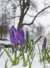 Březen pod sněhem (ilustrační foto)