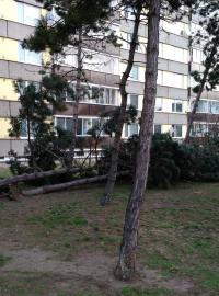 Několik stromů vyvrátil silný vítr v noci na neděli v pardubické ulici Arnošta z Pardubic.