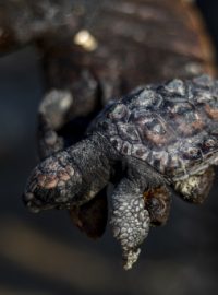 Tento týden se na pobřeží od severoizraelské Haify až po Aškelon na jihu objevila také řada mrtvých zvířat, včetně želv či sedmnáctimetrového plejtváka myšoka