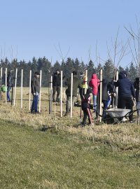 Na staré polní cestě nedaleko Havlíčkovy Borové lidé vysázeli část plánované třešňové aleje k výročí narození borovského rodáka literáta Karla Havlíčka Borovského.