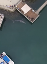 Velryba u pobřeží v Kalifornii