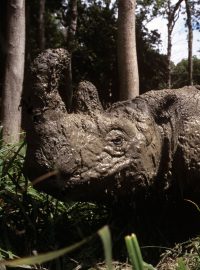 nosorožec sumaterský
