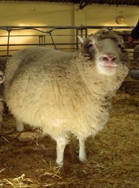 Slavná klonovaná ovce Dolly