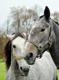 Starokladrubáci dostali v roce 1975 povolení startovat na Royal Windsor Horse Show