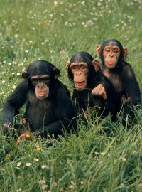 V hodonínské zoo utekli tři šimpanzi z expozice (ilustrační foto)