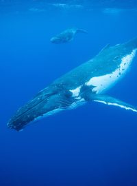 Každá velryba má jedinečný tvar ocasu, podle kterého ji umí AI identifikovat (ilustrační foto)