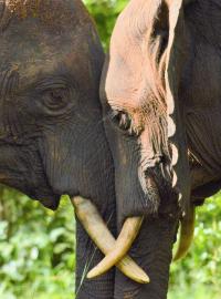 Navzdory tomu, že v posledních letech počet slonů zabitých pytláky klesá, hrozí chobotnatcům v Africe stále vyhubení