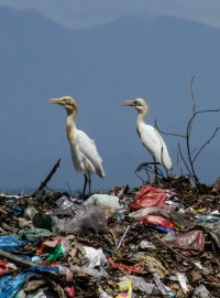 Znečištění mikroplasty většinou vzniká rozpadem plastového odpadu a zdá se, že je všudypřítomné na celé planetě
