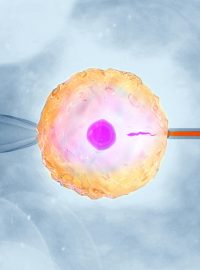 Spojení vajíčka se spermií při umělém oplodnění
