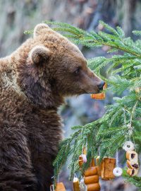 Medvědi mají i letos vánoční strom nazdobený pamlsky (ilustrační foto)