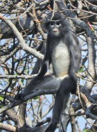 Vědci objevili v odlehlé oblasti Barmy dosud neznámý druh opice, ale okamžitě ho zařadili mezi nejohroženější živočišné druhy. Podle nich existuje jenom zhruba 200 hulmanů Popa (na snímku)