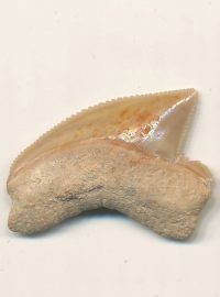 V archeologickém nalezišti v Davidově městě ve východním Jeruzalémě našli archeologové 20 žraločích zubů z doby před miliony let