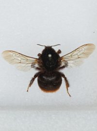 Čmelák klamavý (bombus confusus)