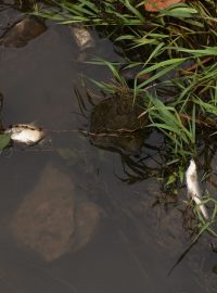 Uhynulé ryby v řece Odře v Bohumíně na Karvinsku. Úhyn ryb mohl podle České inspekce životního prostředí způsobit nedostatek kyslíku v řece