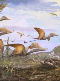 pterosaurus Ceoptera evansae