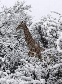Žirafa ve sněhu
