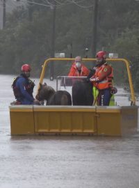 Záchranáři pomáhají poníkům dostat se ze zaplavené oblasti v Milpeře, předměstí Sydney