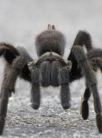 Pavouk (ilustrační foto)