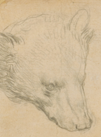 Londýnská aukční síň Christie&#039;s ve čtvrtek nabídne vzácnou kresbu medvědí hlavy od italského renesančního umělce Leonarda da Vinciho