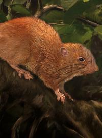 Nový druh velké krysy se podařilo vědcům objevit na Šalamounových ostrovech v Tichém oceánu